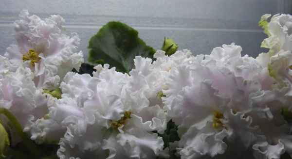 Фиалка Панакота: выращивание и уход в домашних условиях