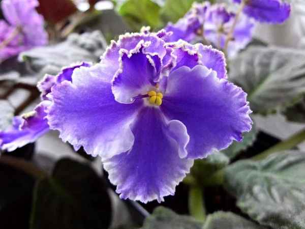 Фиалка Есения: особенности ухода в домашних условиях