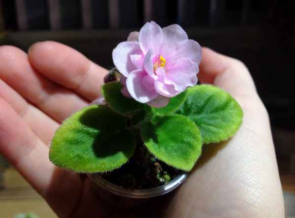Выращивание мини-фиалок в домашних условиях