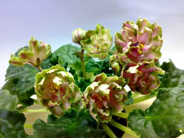 Фиалка Малахитовая роза: выращивание в домашних условиях