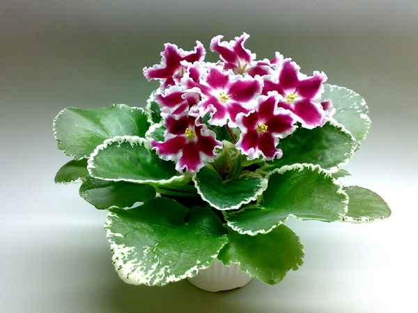 Фиалка Карусель: выращивание и уход в домашних условиях