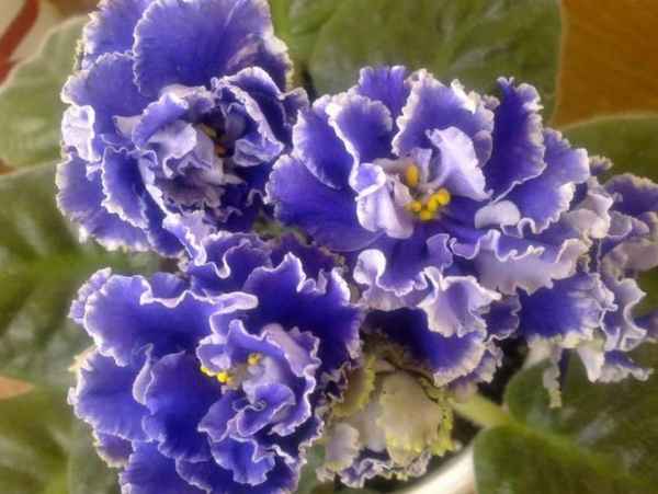Фиалка Виконт: выращивание и уход в домашних условиях