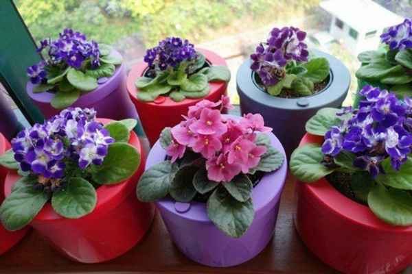 Цветок сенполия: уход и выращивание в домашних условиях