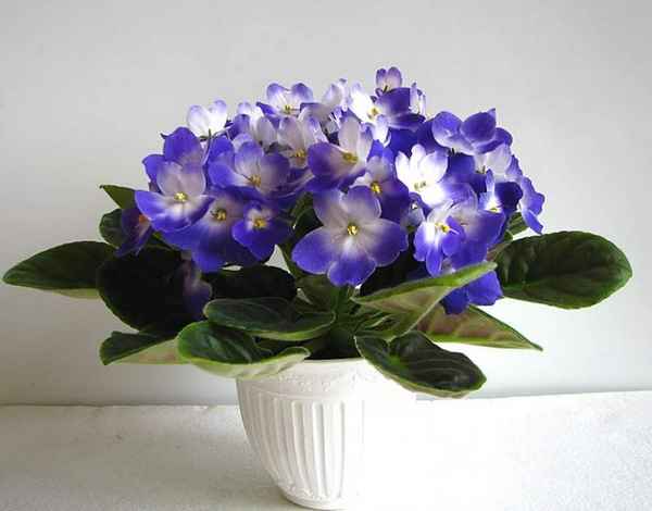 Фиалка «Оптимара»: уход в домашних условиях