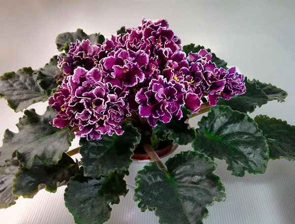 Фиалка Мачо: уход в домашних условиях