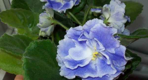 Фиалка Аквамарин: особенности выращивания в домашних условиях