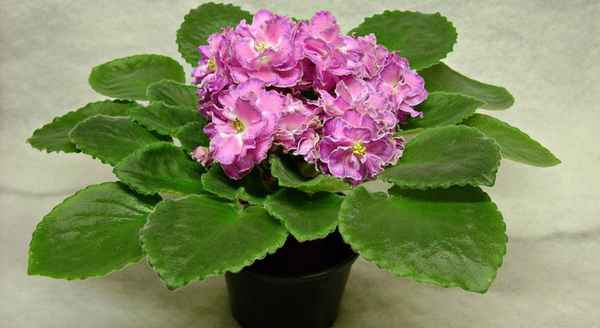 Фиалка Олеся: особенности выращивания и ухода в домашних условиях