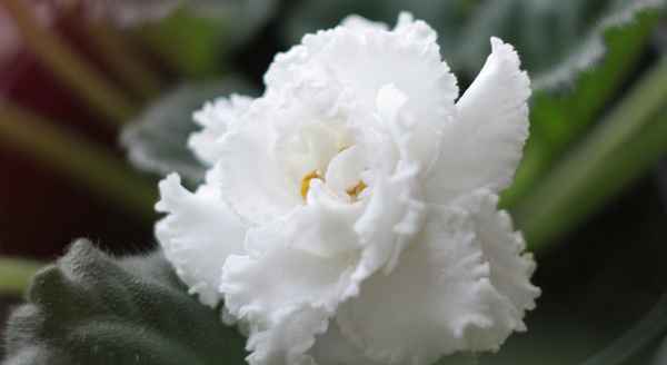 Фиалка Балерина: выращивание и уход в домашних условиях