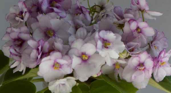 Фиалка Афродита: особенности выращивания и ухода в домашних условиях