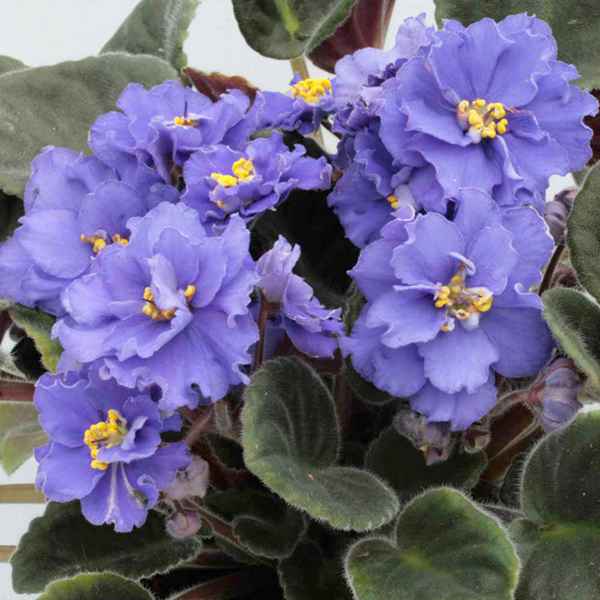 Фиалка Амадеус: уход в домашних условиях