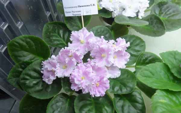 Фиалка Зефир: как ухаживать в домашних условиях