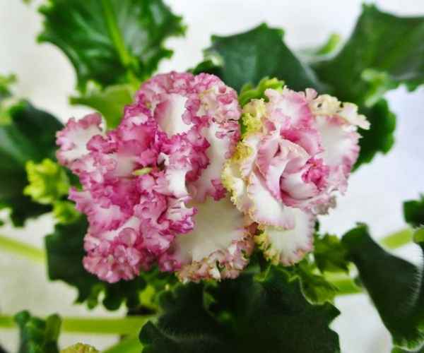 Фиалка Роза ветров: уход в домашних условиях