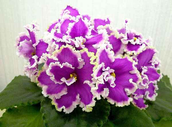 Фиалка Эсмеральда: уход в домашних условиях