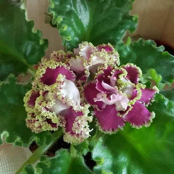 Фиалка Ледяная роза: выращивание и уход в домашних условиях