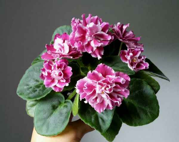 Фиалка Морозная вишня: уход в домашних условиях