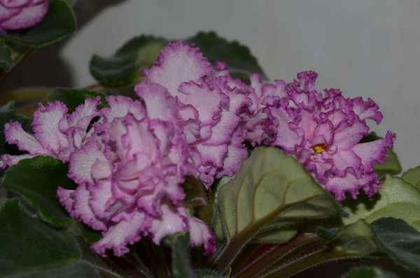 Фиалка «Ян»: уход в домашних условиях, сорта