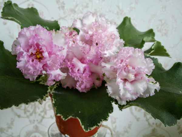 Фиалка Изольда: уход в домашних условиях