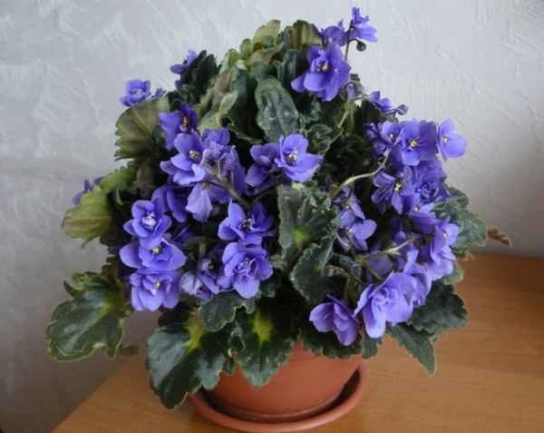 Фиалка Розмари: уход в домашних условиях