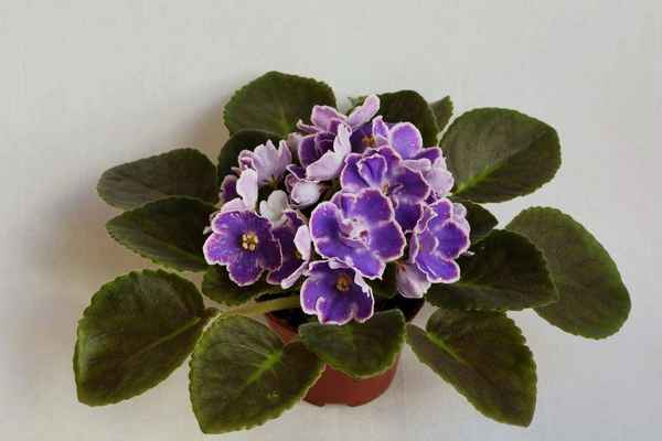 Фиалка «Изюм»: выращивание и уход в домашних условиях