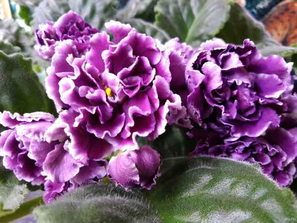 Фиалка «Герцогиня»: уход в домашних условиях