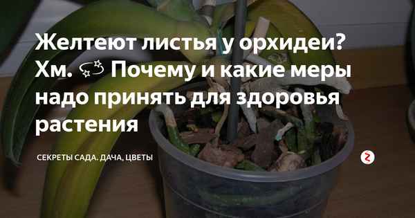 У орхидеи вянут листья: причины и решения проблемы
