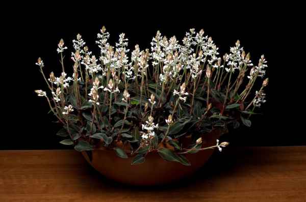 Орхидея лудизия: уход в домашних условиях