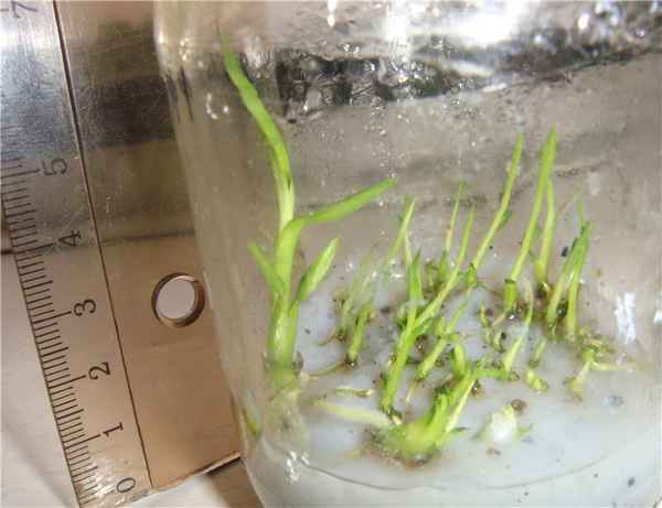 Как правильно выращивать орхидеи из семян в домашних условиях