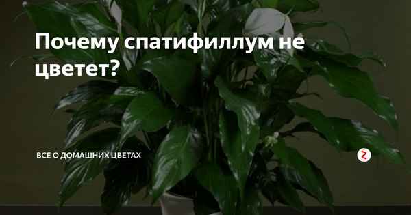 Спатифиллум не цветет: причины и методы решения проблемы