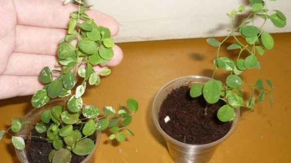 Брейния: описание, выращивание и уход в домашних условиях