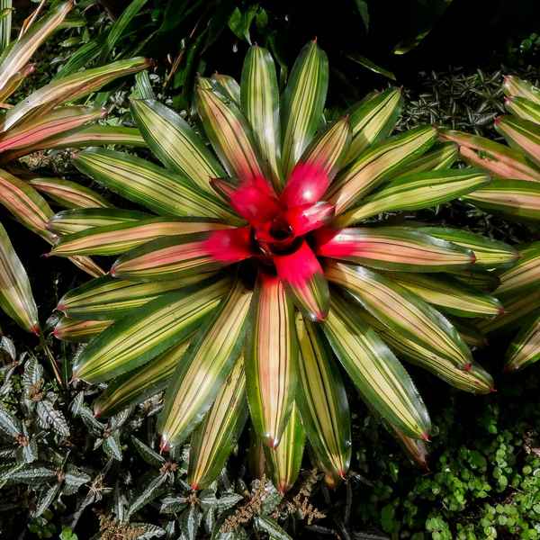 Неорегелия: уход в домашних условиях