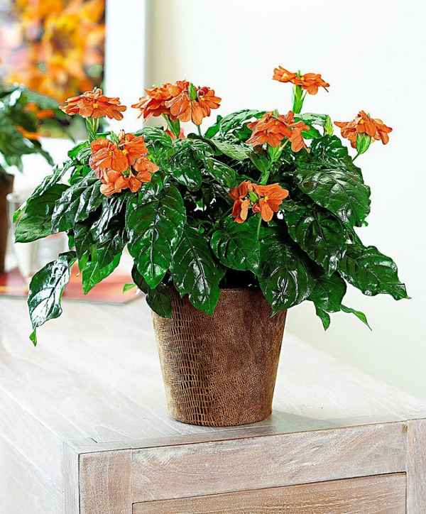 Цветок кроссандра: уход и выращивание в домашних условиях