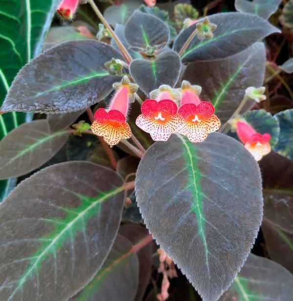 Цветок колерия: уход в домашних условиях