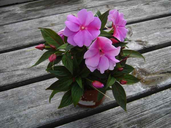 Бальзамин новогвинейский: уход в домашних условиях