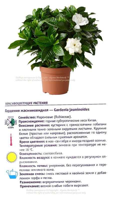 Гардения жасминовидная: описание растения, уход и размножение в домашних условиях