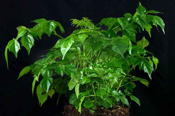 Как ухаживать за радермахерой в домашних условиях