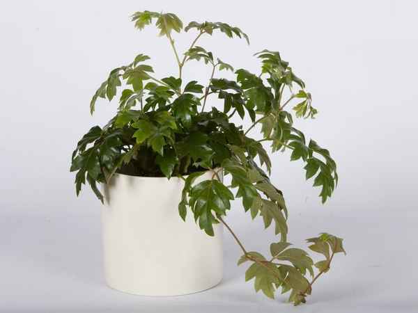 Роициссус: уход в домашних условиях