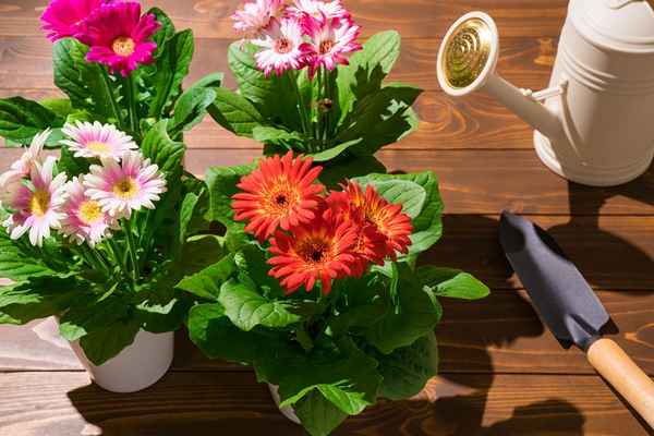 Гербера в горшке: уход в домашних условиях, особенности полива и пересадки