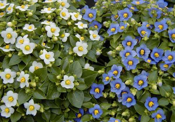 Особенности ухода растения экзакум в домашних условиях