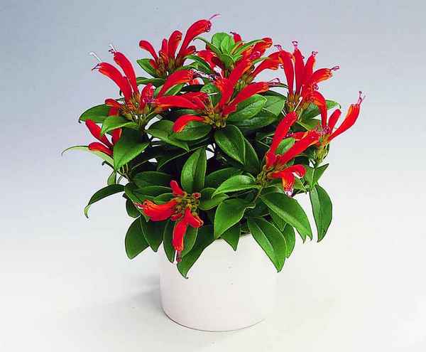 Эсхинантус красивый: выращивание и уход в домашних условиях