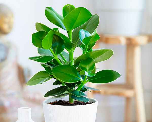 Цветок клузия: уход в домашних условиях