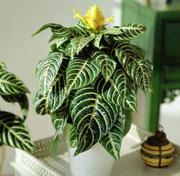 Афеландра оттопыренная: уход и выращивание дома