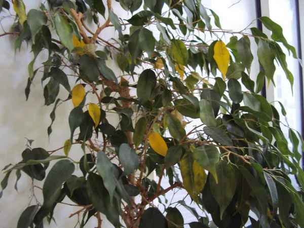 Почему фикус сбрасывает листья и как лечить растение