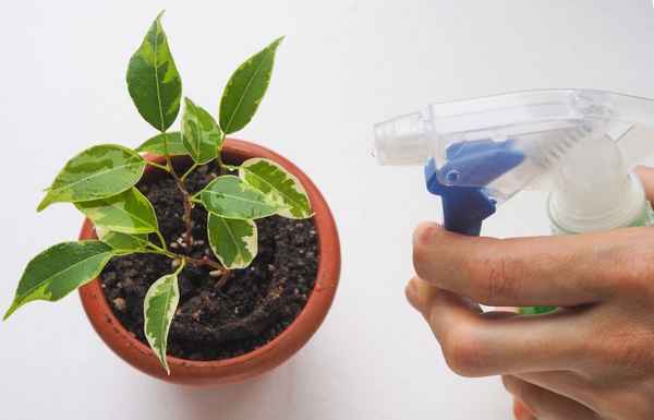 Особенности полива фикуса в домашних условиях