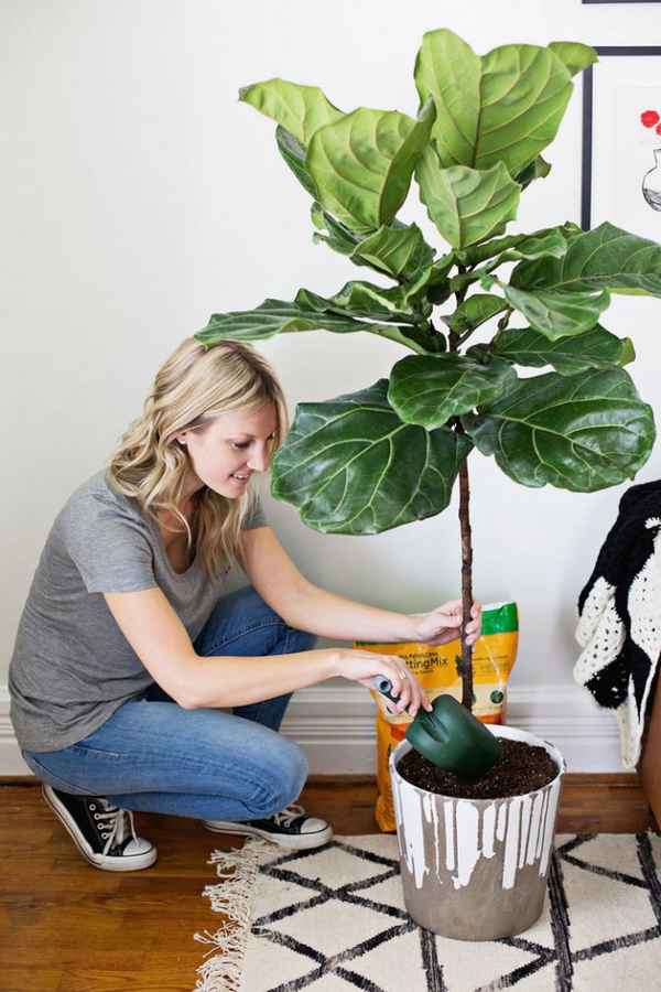 Фикус лировидный: уход в домашних условиях