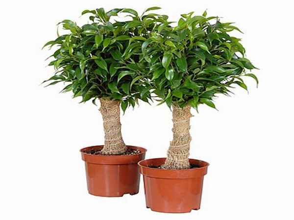 Фикус «Наташа»: уход в домашних условиях