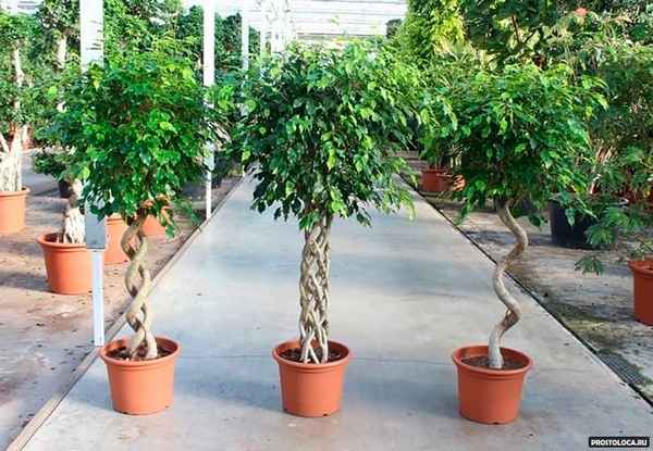 Как формировать фикус Бенджамина в домашних условиях