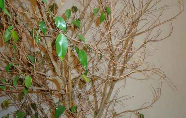 Что делать, если фикус Бенджамина сбрасывает листья