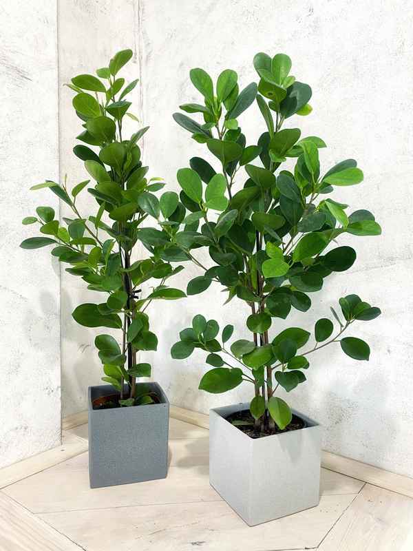 Фикус микрокарпа мокламе: уход в домашних условиях