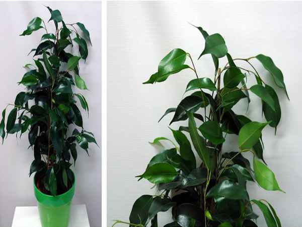 Фикус Даниэль: уход в домашних условиях