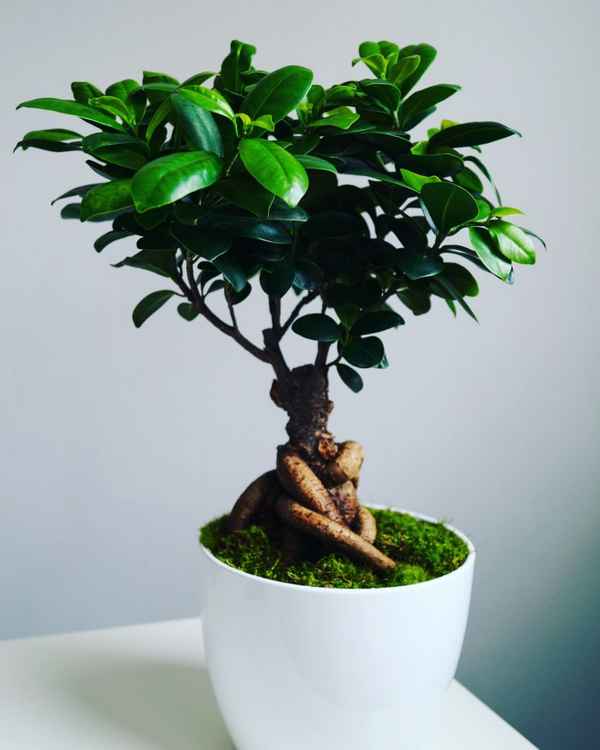 Фикус микрокарпа: как ухаживать в домашних условиях